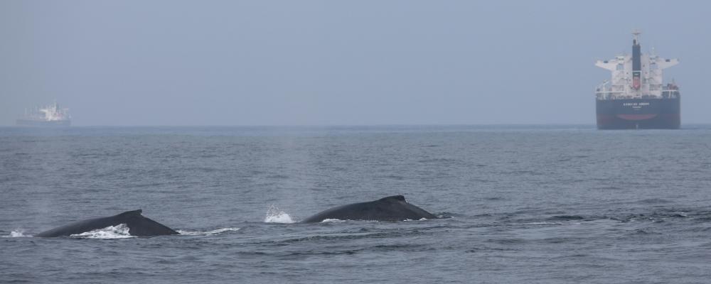Genom att kombinera satellitdata, historiska migrationsmönster och realtidsinformation om fartygstrafik skapas en dynamisk riskkarta över världshaven. Foto: Bernd Dittrich/Unsplash