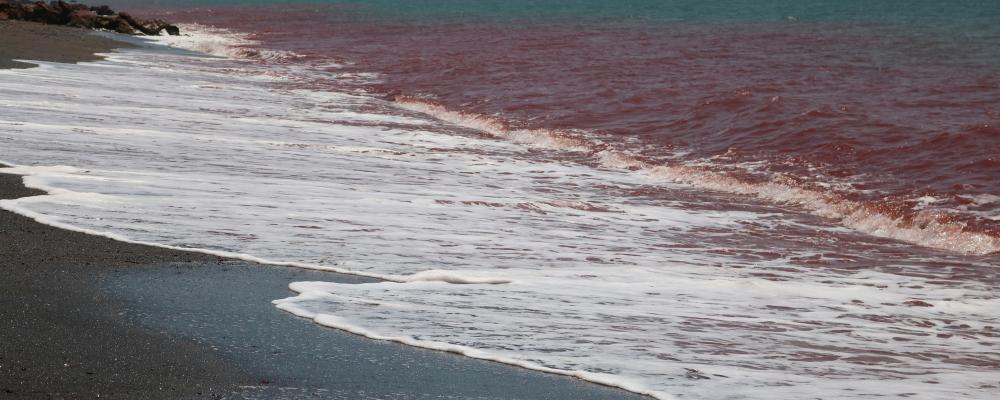 Hormuz, Hormozganprovinsen, Iran Foto: Abolhassan NeghabiUnsplash