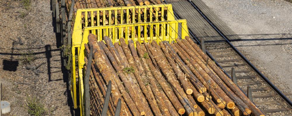 2025 transporterades 3,1 miljoner kubikmeter rundved på järnväg, vilket är den högsta volymen någonsin för företaget. Foto: SCA.