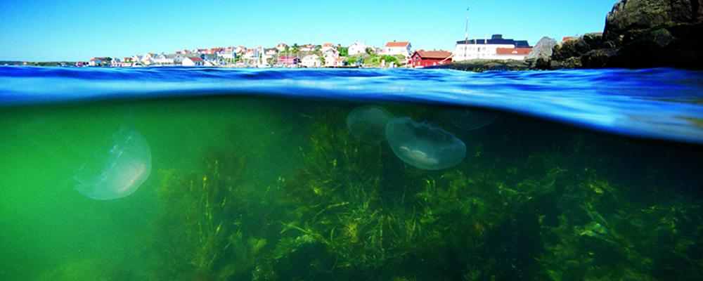 Projekten ska bidra till minskad PFAS-belastning från land till hav samt minska miljöpåverkan från sjöfart och fritidsbåtar genom bland annat giftfria bottenfärger, renare bränslen och elektrifiering. Foto: ivl