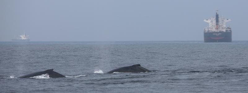 Genom att kombinera satellitdata, historiska migrationsmönster och realtidsinformation om fartygstrafik skapas en dynamisk riskkarta över världshaven. Foto: Bernd Dittrich/Unsplash