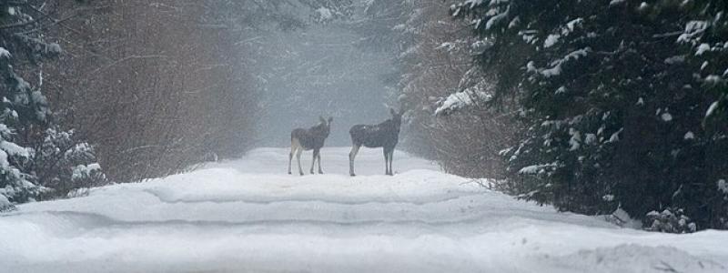 Antalet viltolyckor har ökat stadigt över lång tid. Foto: Wikimedia Commons