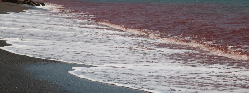 Hormuz, Hormozganprovinsen, Iran Foto: Abolhassan NeghabiUnsplash