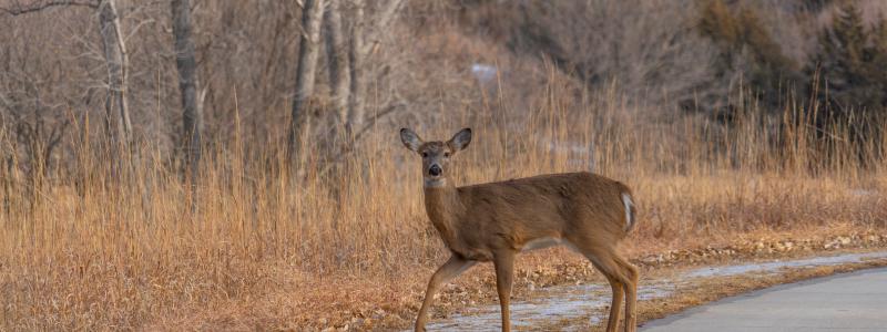 Foto: jeffrey hamilton/unsplash