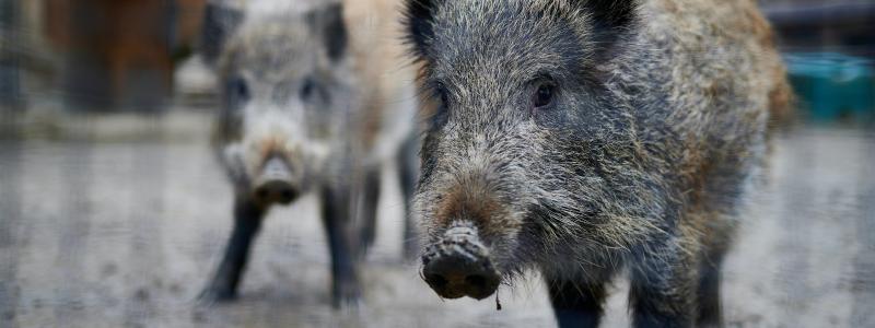 Ta det extra försiktigt vid åkrar, hyggen och sjöar samt där viltstängsel börjar och slutar samt vidga ditt synfält. Foto: Stefan Schwinghammer/Unsplash