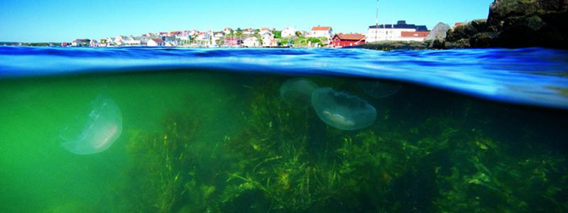 Projekten ska bidra till minskad PFAS-belastning från land till hav samt minska miljöpåverkan från sjöfart och fritidsbåtar genom bland annat giftfria bottenfärger, renare bränslen och elektrifiering. Foto: ivl