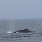 Genom att kombinera satellitdata, historiska migrationsmönster och realtidsinformation om fartygstrafik skapas en dynamisk riskkarta över världshaven. Foto: Bernd Dittrich/Unsplash