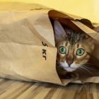 Otillbörlig sändning. Foto: Creative Commons Lic. Kredit: Irina_kukuts