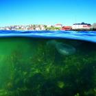 Projekten ska bidra till minskad PFAS-belastning från land till hav samt minska miljöpåverkan från sjöfart och fritidsbåtar genom bland annat giftfria bottenfärger, renare bränslen och elektrifiering. Foto: ivl