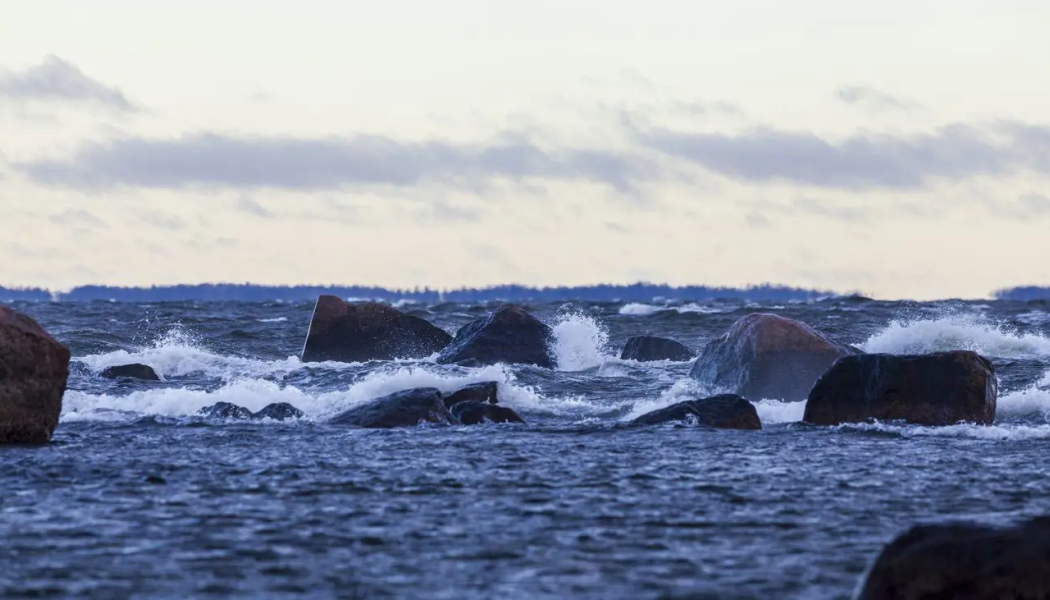 Greencarrier inleder ett treårigt samarbete med John Nurminen Stiftelsen för att bidra till skyddet av Östersjöns marina miljö och kulturarv. Foto: Lasse Hendriks