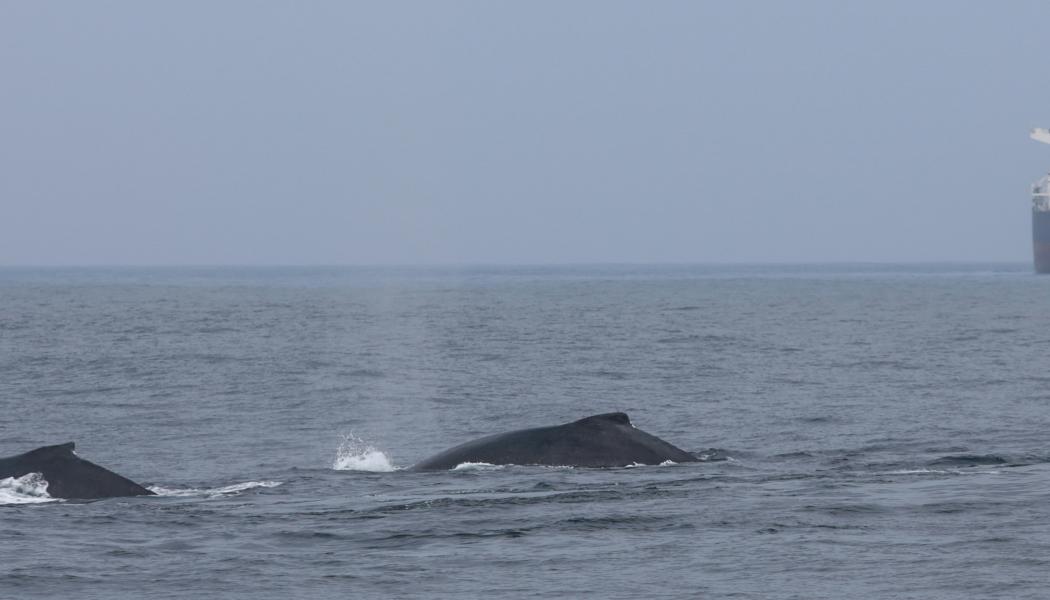 Genom att kombinera satellitdata, historiska migrationsmönster och realtidsinformation om fartygstrafik skapas en dynamisk riskkarta över världshaven. Foto: Bernd Dittrich/Unsplash
