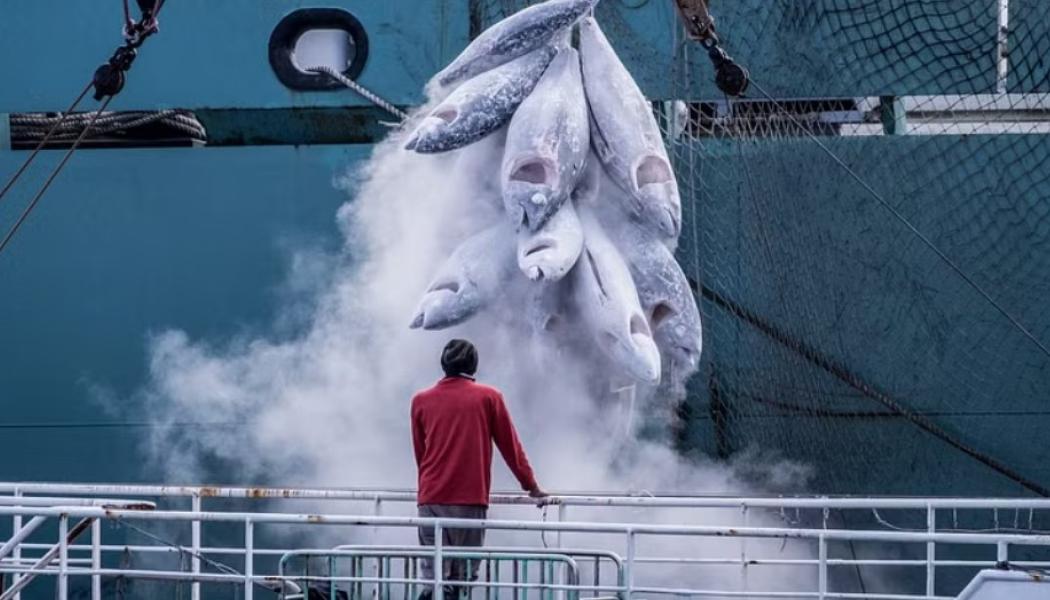 Kylfartyg spelar en viktig roll i fisk- och skaldjursindustrin. Foto: Tommy Trenchard, Greenpeace