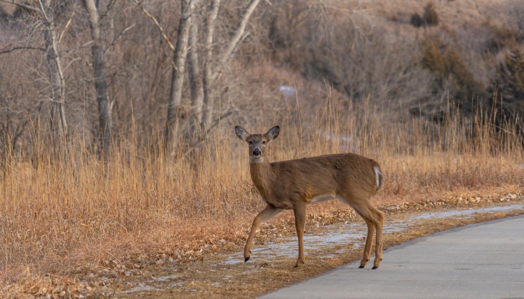 Foto: jeffrey hamilton/unsplash