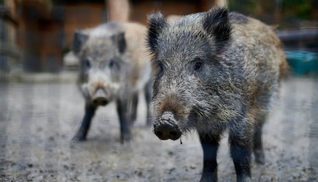 Ta det extra försiktigt vid åkrar, hyggen och sjöar samt där viltstängsel börjar och slutar samt vidga ditt synfält. Foto: Stefan Schwinghammer/Unsplash