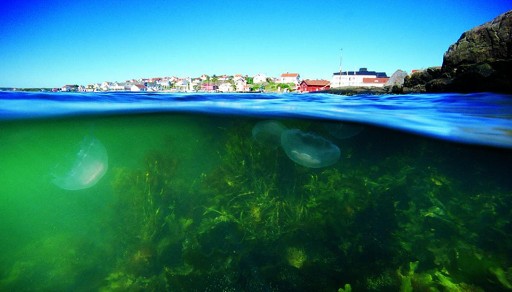 Projekten ska bidra till minskad PFAS-belastning från land till hav samt minska miljöpåverkan från sjöfart och fritidsbåtar genom bland annat giftfria bottenfärger, renare bränslen och elektrifiering. Foto: ivl