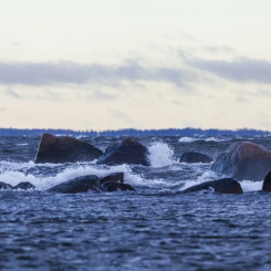 Greencarrier inleder ett treårigt samarbete med John Nurminen Stiftelsen för att bidra till skyddet av Östersjöns marina miljö och kulturarv. Foto: Lasse Hendriks