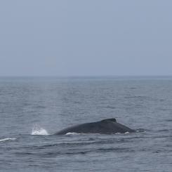 Genom att kombinera satellitdata, historiska migrationsmönster och realtidsinformation om fartygstrafik skapas en dynamisk riskkarta över världshaven. Foto: Bernd Dittrich/Unsplash