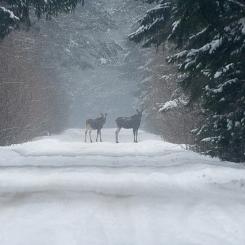 Antalet viltolyckor har ökat stadigt över lång tid. Foto: Wikimedia Commons