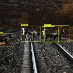 AI-systemet ombord på tågen minskar olyckor och skyddar djurlivet genom avskräckande ljudsignaler. Foto: Alstom