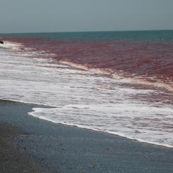 Hormuz, Hormozganprovinsen, Iran Foto: Abolhassan NeghabiUnsplash