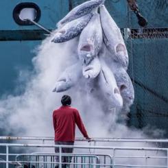 Kylfartyg spelar en viktig roll i fisk- och skaldjursindustrin. Foto: Tommy Trenchard, Greenpeace