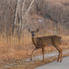 Foto: jeffrey hamilton/unsplash