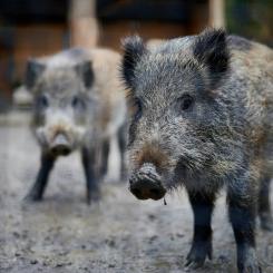 Ta det extra försiktigt vid åkrar, hyggen och sjöar samt där viltstängsel börjar och slutar samt vidga ditt synfält. Foto: Stefan Schwinghammer/Unsplash