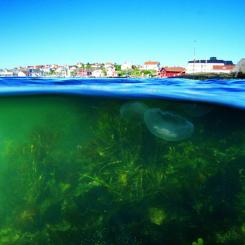 Projekten ska bidra till minskad PFAS-belastning från land till hav samt minska miljöpåverkan från sjöfart och fritidsbåtar genom bland annat giftfria bottenfärger, renare bränslen och elektrifiering. Foto: ivl